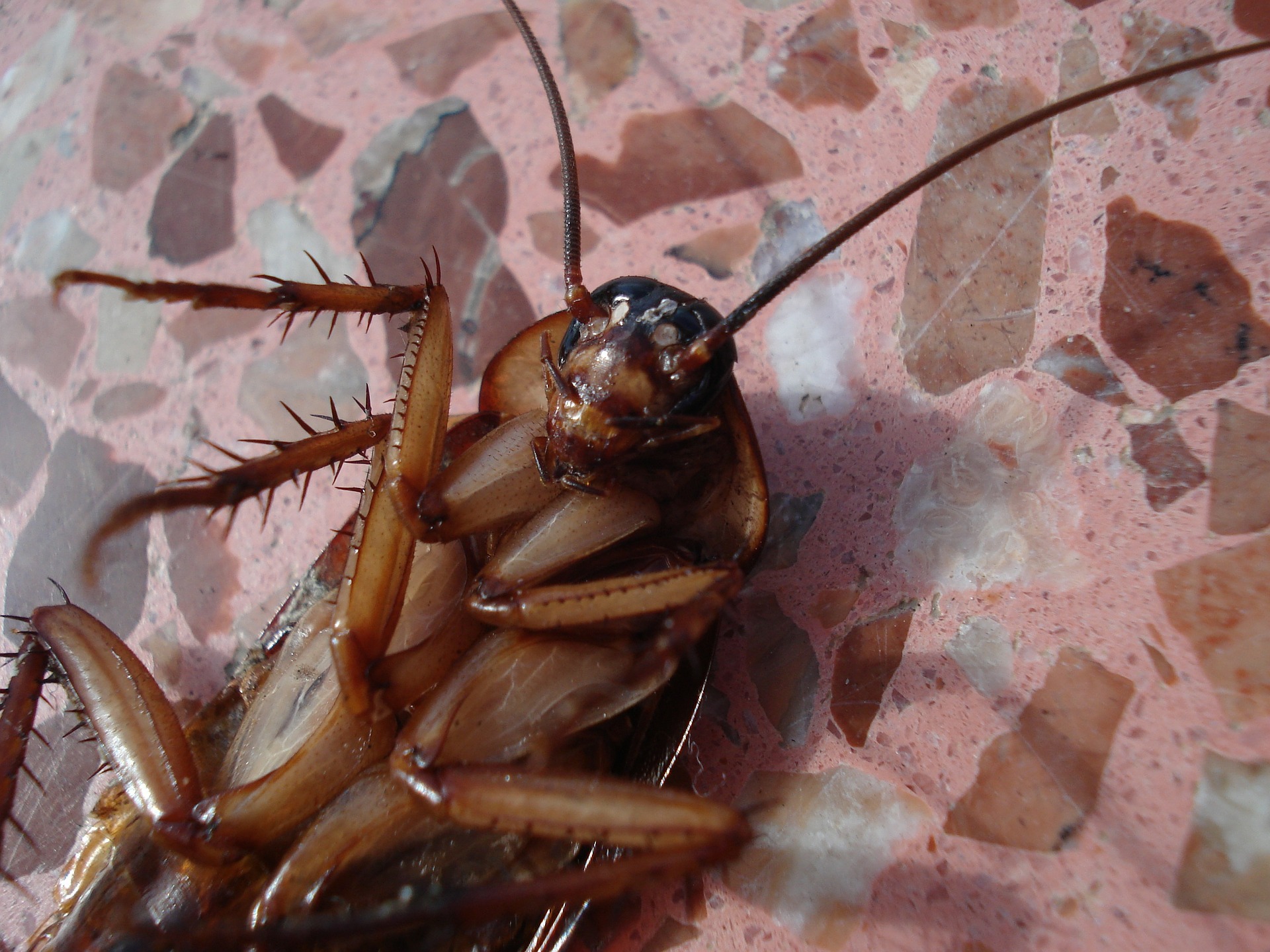 Professional Cockroach Pest Control in Sydney - Eco-Friendly and Reliable