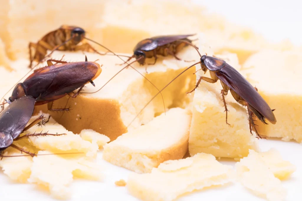 Need Eco-Friendly Cockroach Pest Control in Sydney? Here’s What You Should Know.