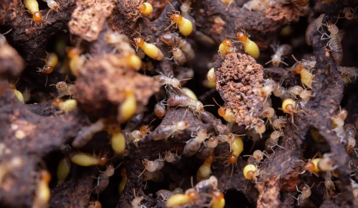 Termite Extermination Techniques for Property Managers and Landlords