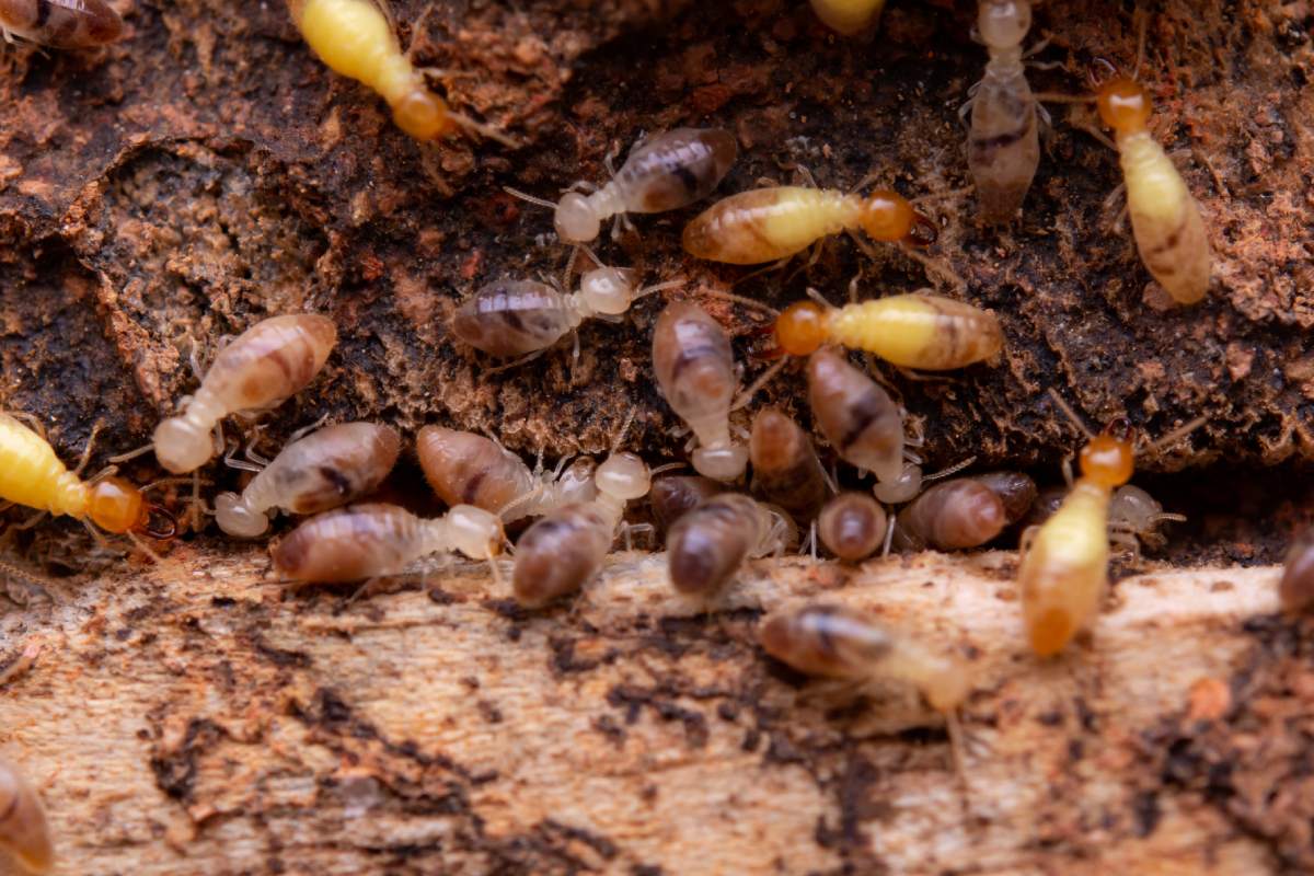 Termite Extermination Techniques for Property Managers and Landlords