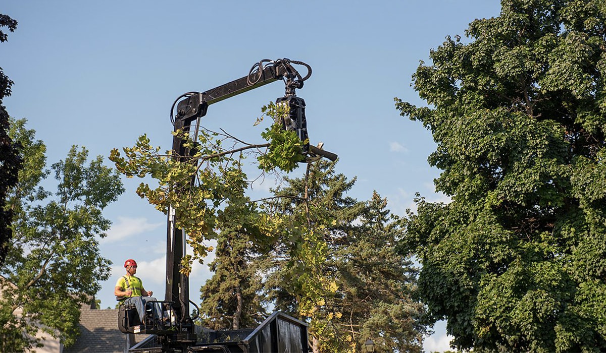 Tree Trimming Murfreesboro 