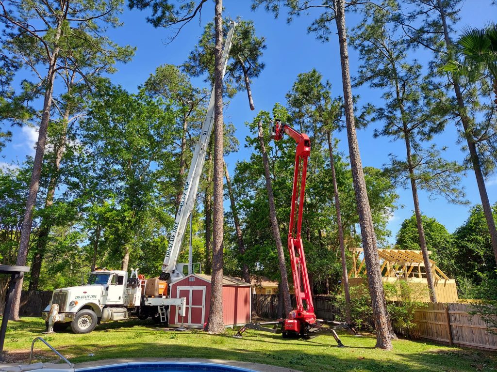 Choosing the Right Tree Trimming Service: Tips for Homeowners