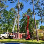 Choosing the Right Tree Trimming Service: Tips for Homeowners