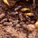 Termite Extermination Techniques for Property Managers and Landlords