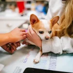 Top 5 Pet Emergencies Every Owner Needs to Know